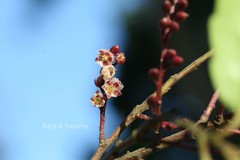 Elaeocarpus gaussenii